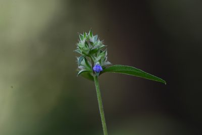 Rungia pectinata, photographed by S.MORE
