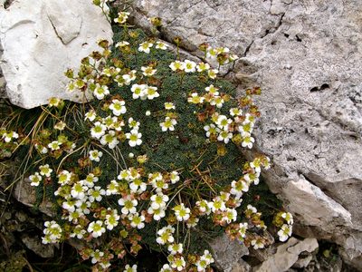 Saxifraga squarrosa, photographed by Tuoichen