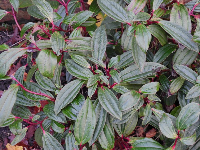 Viburnum davidii, photographed by Susan Marley
