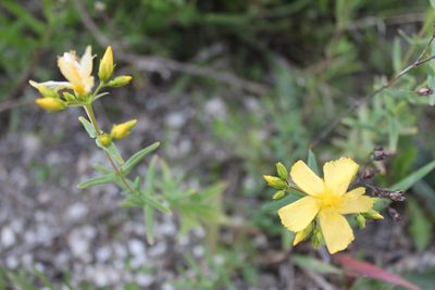 Hypericum elegans, photographed by Елена Патерикина