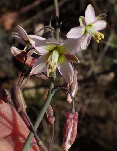 Heliophila cornuta, photographed by Nicola van Berkel