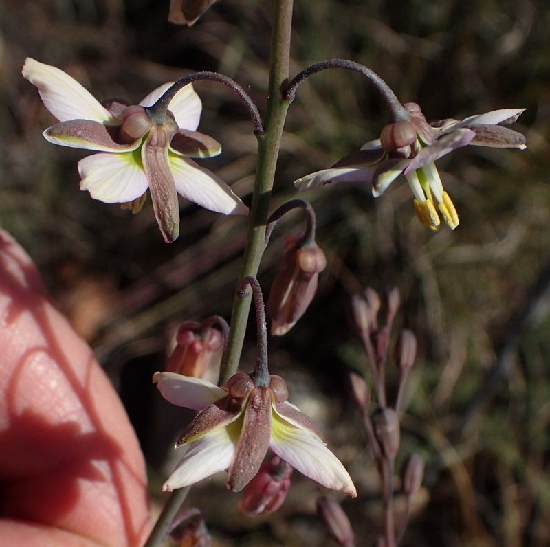 Heliophila cornuta, photographed by Nicola van Berkel