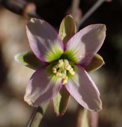 Heliophila cornuta, photographed by Nicola van Berkel