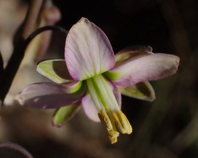 Heliophila cornuta, photographed by Nicola van Berkel