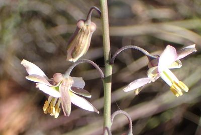 Heliophila cornuta, photographed by Nicola van Berkel