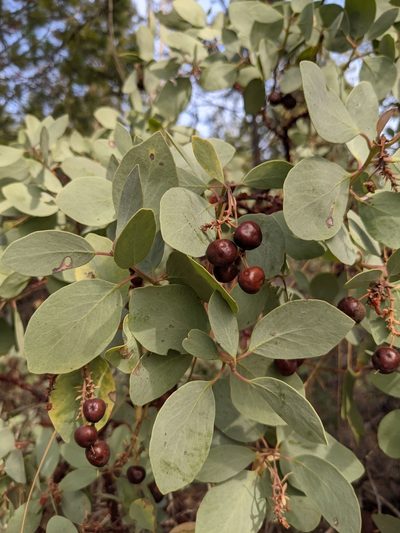 Arctostaphylos mewukka, photographed by Will Sides