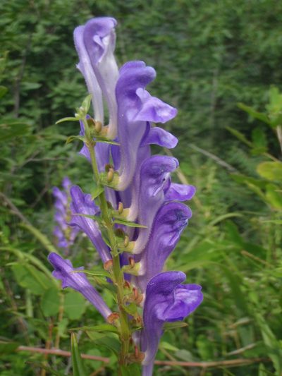 Scutellaria baicalensis, photographed by Yves Bas