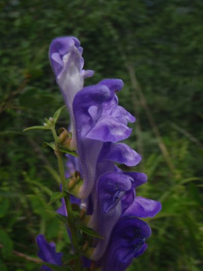 Scutellaria baicalensis, photographed by Yves Bas
