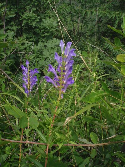 Scutellaria baicalensis, photographed by Yves Bas