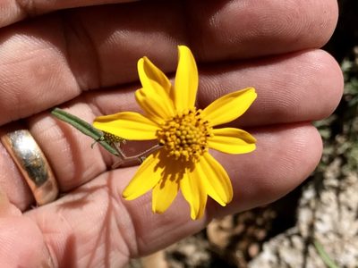 Heliomeris longifolia, photographed by CK2AZ