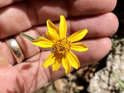 Heliomeris longifolia, photographed by CK2AZ