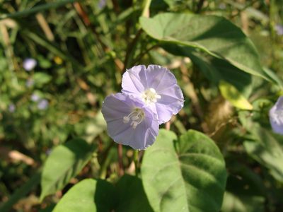 Jacquemontia oaxacana, photographed by Alexis López Hernández
