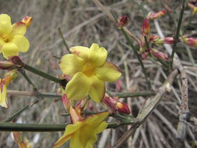 Jasminum nudiflorum, photographed by Сергей Крыленко