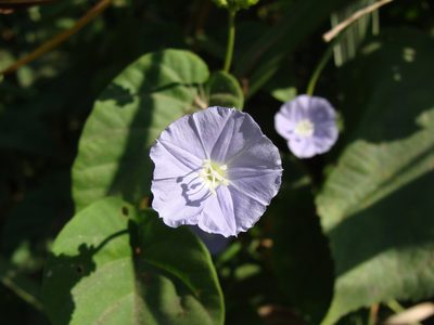 Jacquemontia oaxacana, photographed by Alexis López Hernández