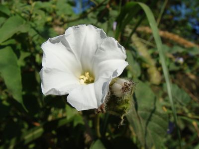 Odonellia hirtiflora, photographed by Alexis López Hernández