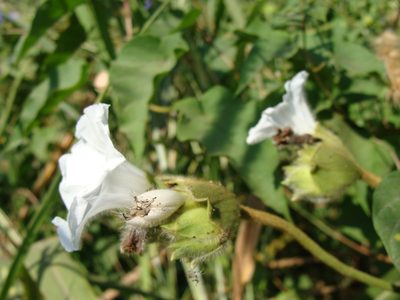 Odonellia hirtiflora, photographed by Alexis López Hernández