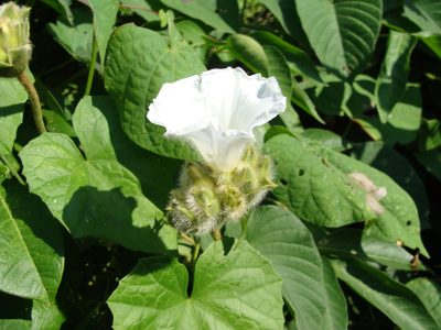 Odonellia hirtiflora, photographed by Alexis López Hernández