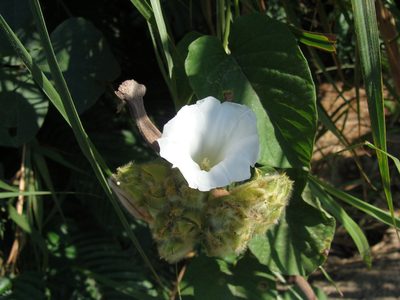 Odonellia hirtiflora, photographed by Alexis López Hernández