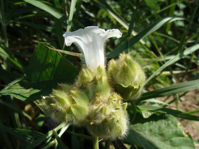 Odonellia hirtiflora, photographed by Alexis López Hernández