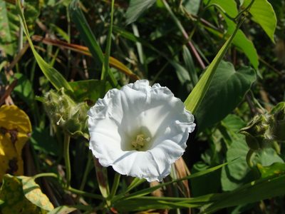 Odonellia hirtiflora, photographed by Alexis López Hernández