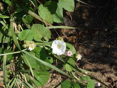 Odonellia hirtiflora, photographed by Alexis López Hernández