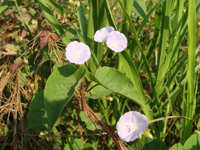 Jacquemontia oaxacana, photographed by Alexis López Hernández