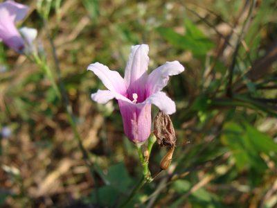 Ipomoea trifida, photographed by Alexis López Hernández