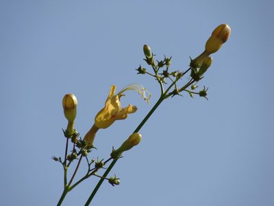 Ipomoea neei, photographed by Alexis López Hernández