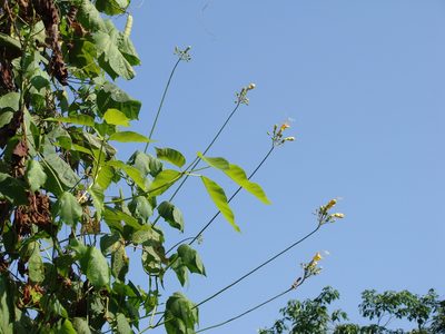 Ipomoea neei, photographed by Alexis López Hernández