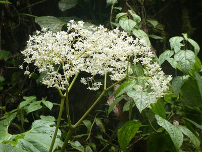 Begonia parviflora, photographed by Tristan Jobin