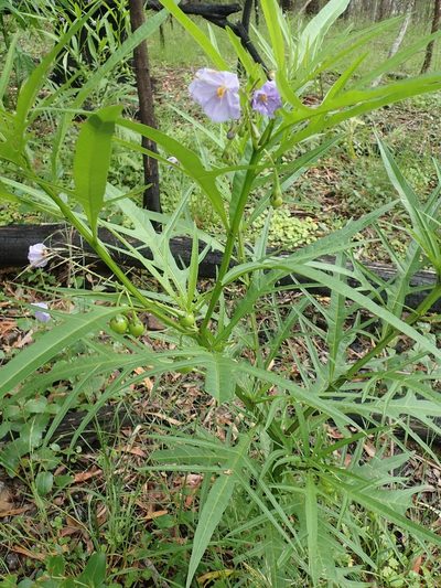 Solanum vescum, photographed by Will Cornwell