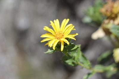 Grindelia buphthalmoides, photographed by Romi Galeota Lencina