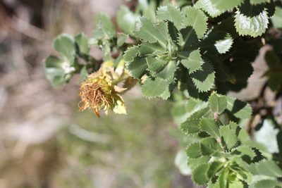 Grindelia buphthalmoides, photographed by Romi Galeota Lencina