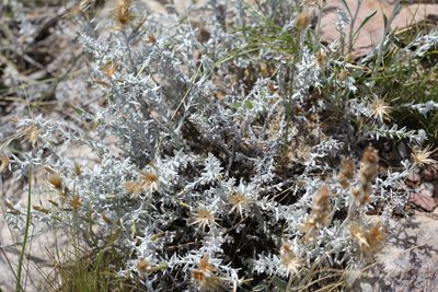 Lucilia acutifolia, photographed by Romi Galeota Lencina