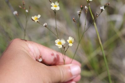 Linum burkartii, photographed by Romi Galeota Lencina