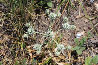 Eryngium nudicaule, photographed by Romi Galeota Lencina