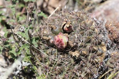 Gymnocalycium reductum, photographed by Romi Galeota Lencina