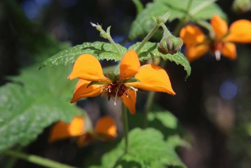 Loasa sclareifolia, photographed by nitsuga74