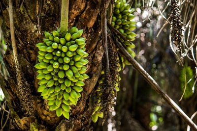Attalea phalerata, photographed by João D'Andretta