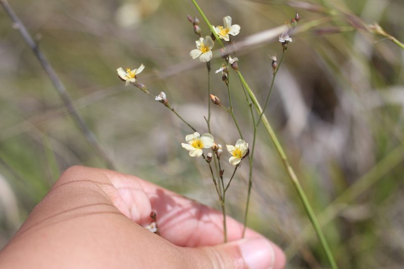 Linum burkartii, photographed by Romi Galeota Lencina