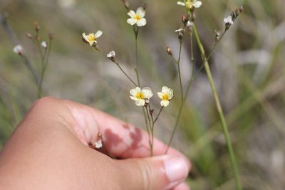 Linum burkartii, photographed by Romi Galeota Lencina