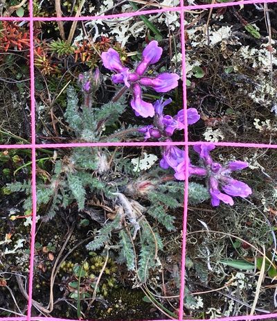 Oxytropis arctica, photographed by Eric Lamb