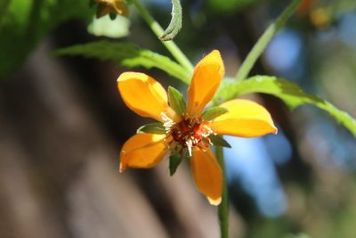 Loasa sclareifolia, photographed by nitsuga74