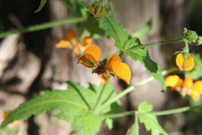 Loasa sclareifolia, photographed by nitsuga74