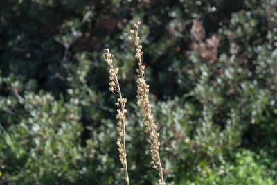 Squilla aphylla, photographed by Eleftherios Katsillis