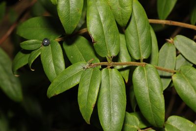 Lonicera acuminata, photographed by Stephen James McWilliam