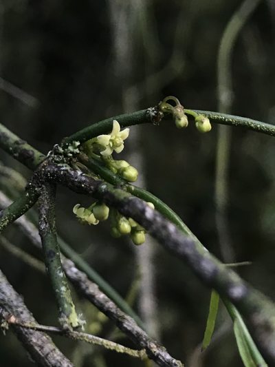 Orthosia stenophylla, photographed by Nicolás Baresch Uribe