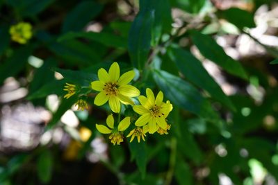 Perymenium ghiesbreghtii, photographed by Neptalí Ramírez Marcial