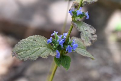 Salvia hispanica, photographed by Neptalí Ramírez Marcial