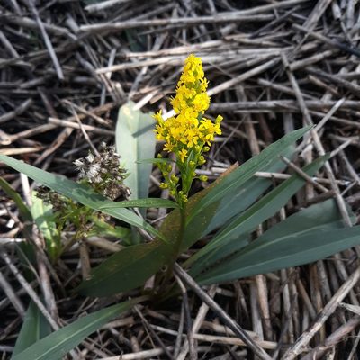 Solidago mexicana, photographed by Steven Joyner
